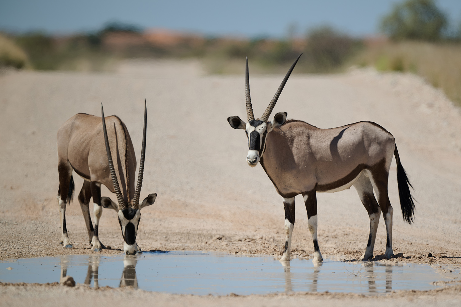 ORYX (SPIESSBOCK) - GEMSBOK