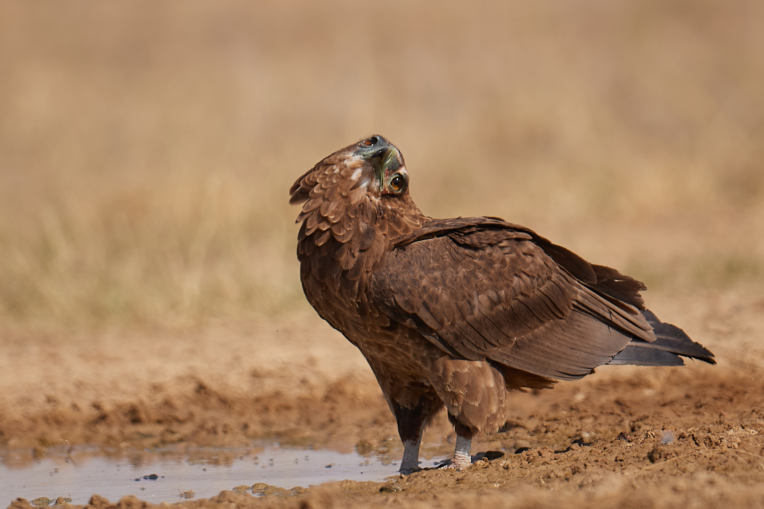 GAUKLER – BATELEUR