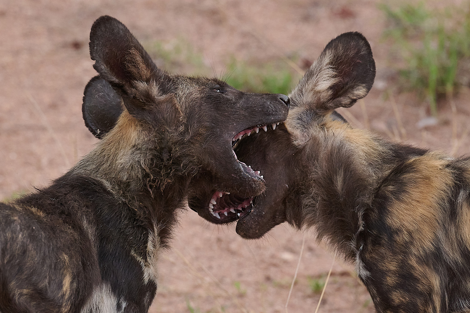 WILDHUND - WILD DOG