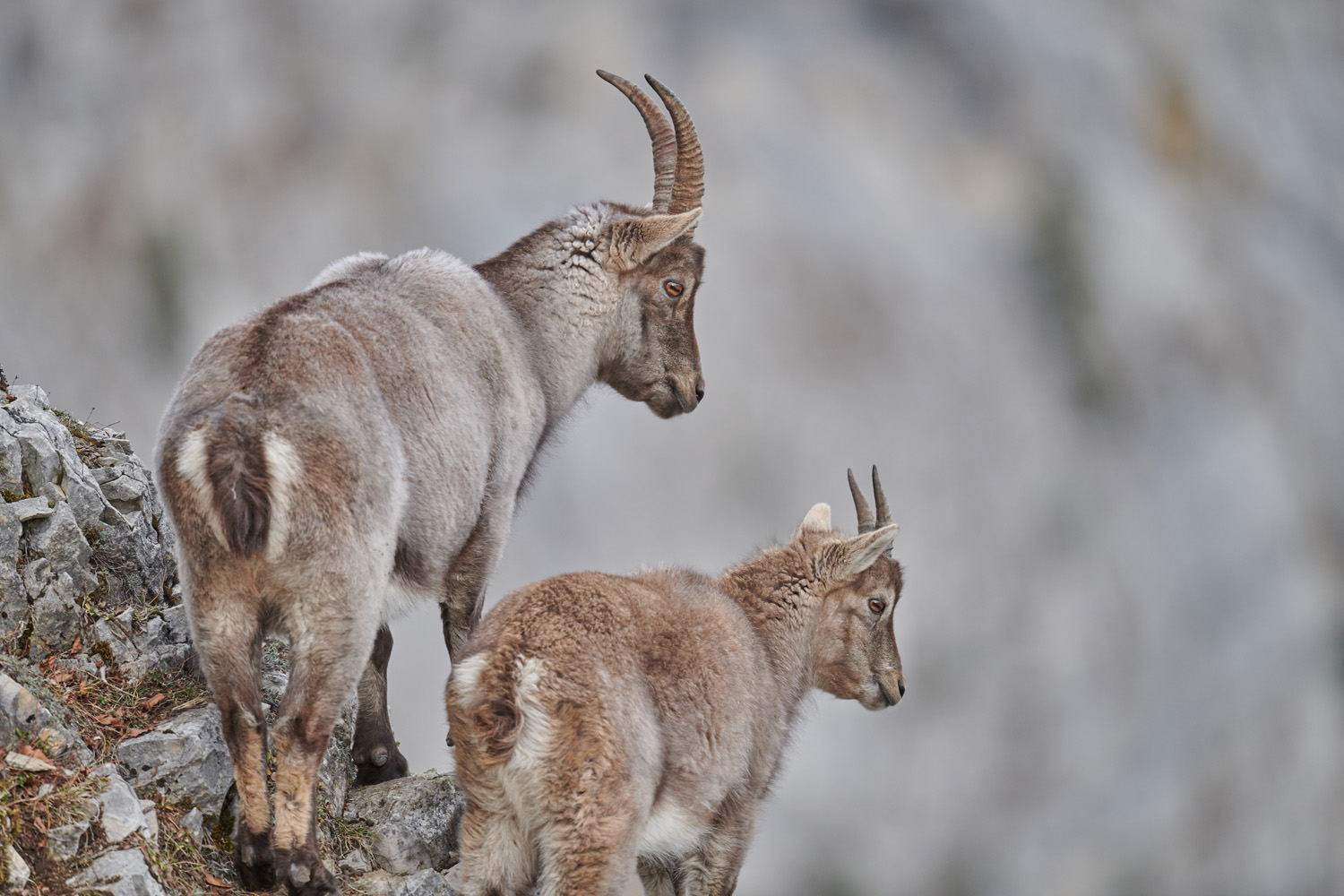 STEINBOCK - CAPRICORN