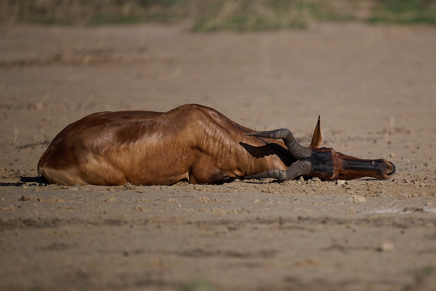 KUHANTILOPE - HARTEBEEST