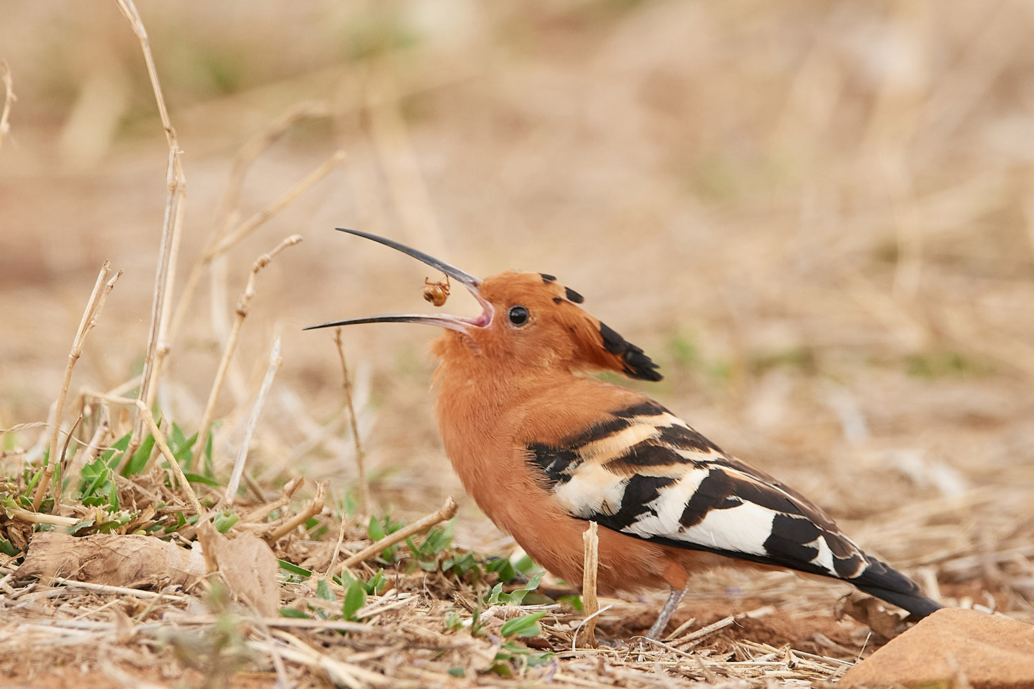 AFRIKANISCHER WIEDEHOPF - AFRICAN HOOPOE