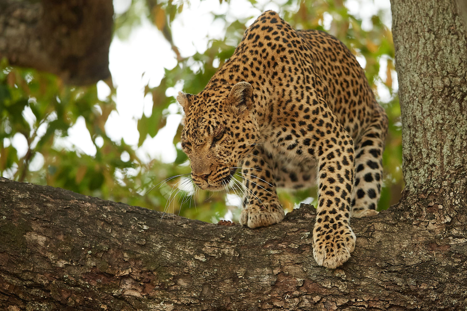 LEOPARD
