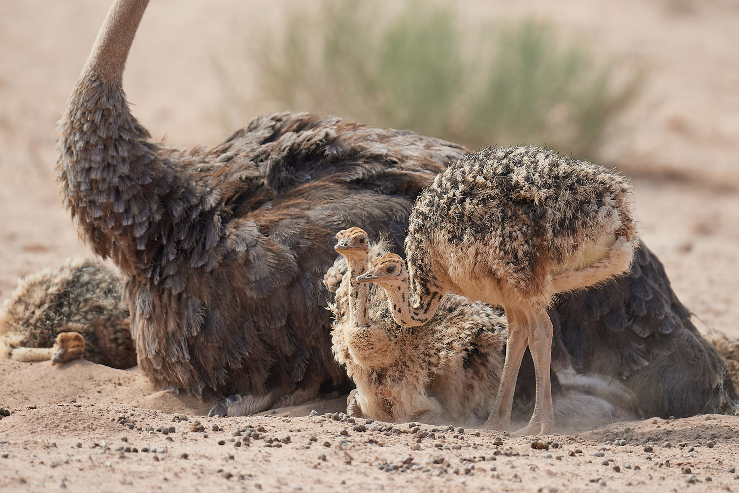 STRAUSS – OSTRICH