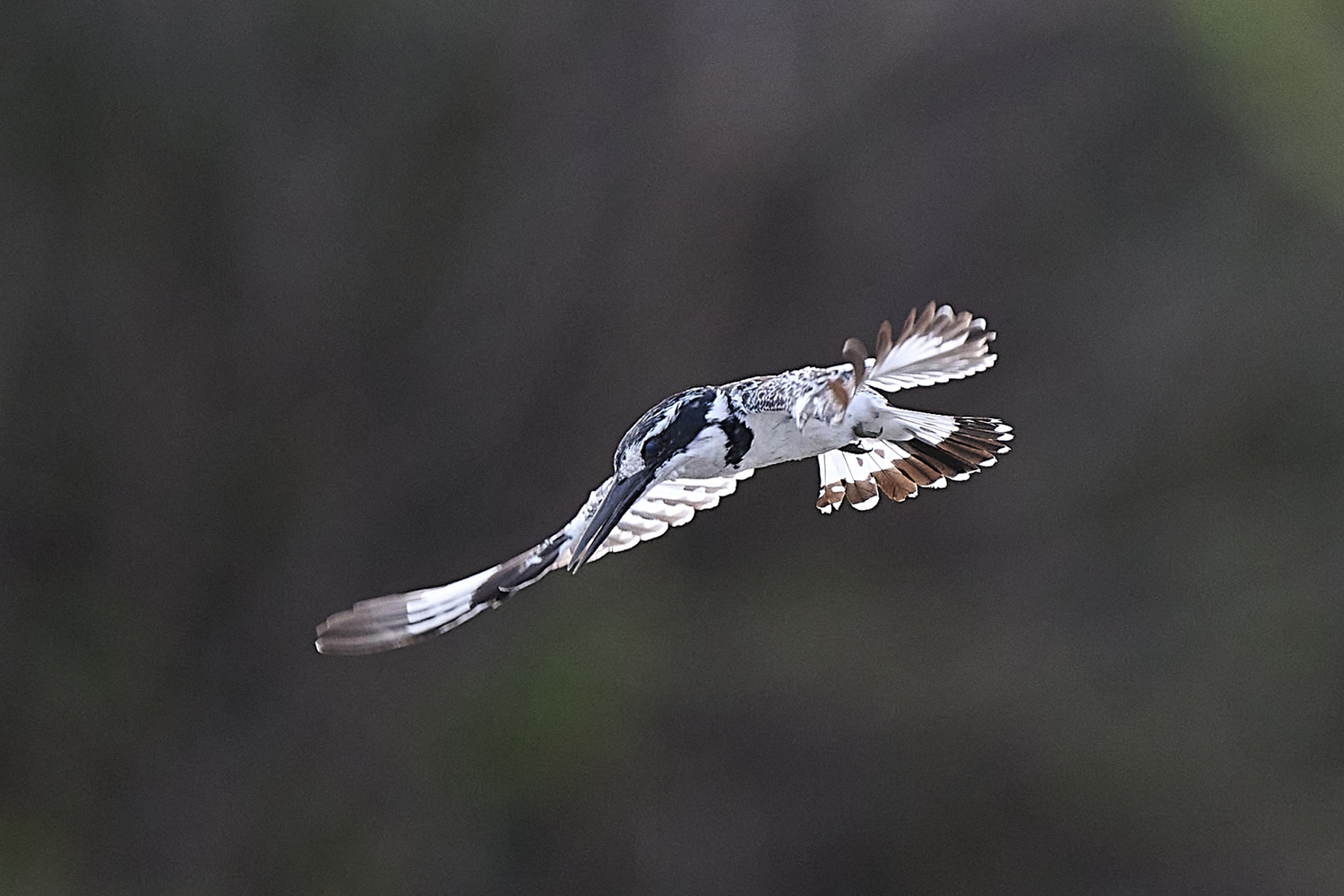 GRAUFISCHER - PIED KINGFISHER