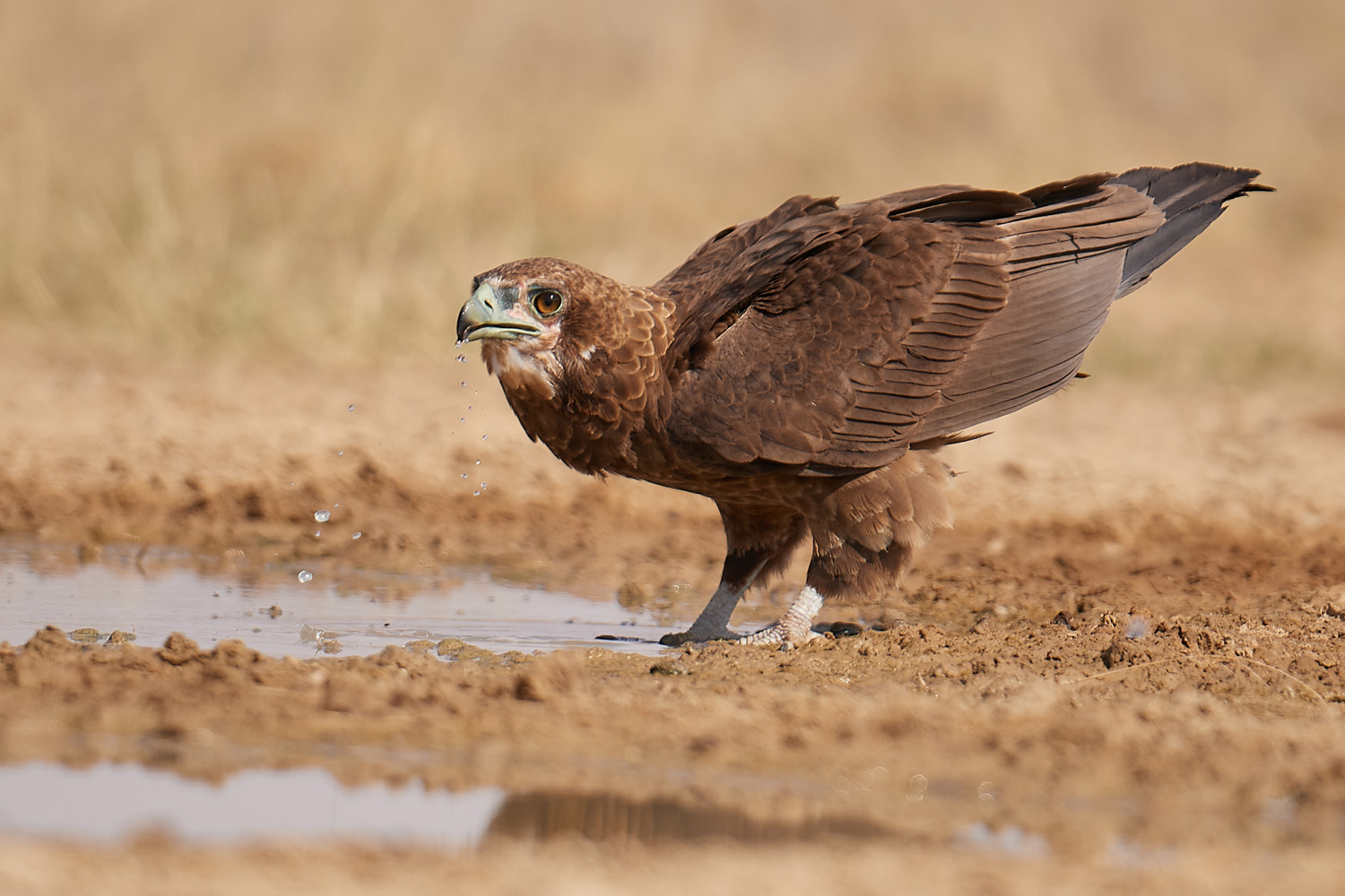 GAUKLER – BATELEUR