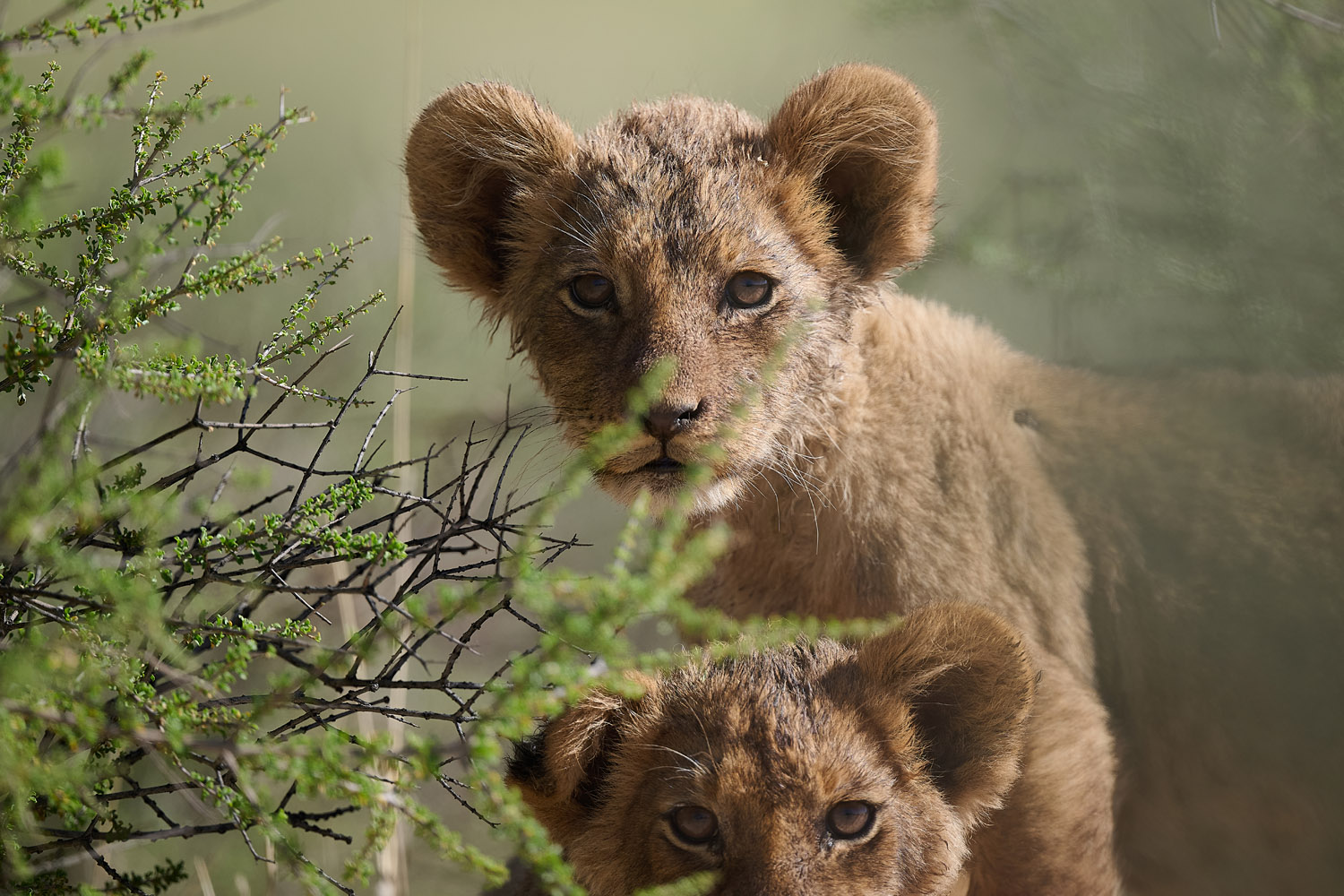LÖWE - LION