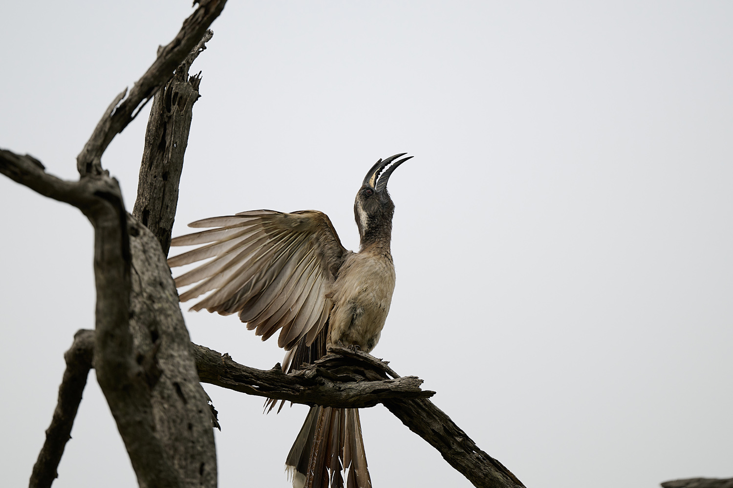GRAUTOKO – AFRICAN GREY HORNBILL