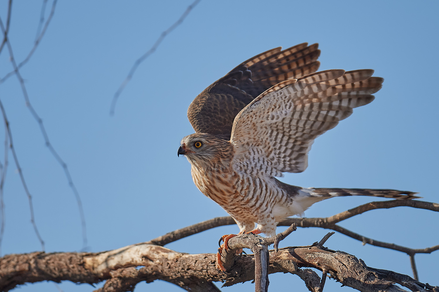 GRAUBÜRZEL-SINGHABICHT - DARK CHANTING GOSHAWK