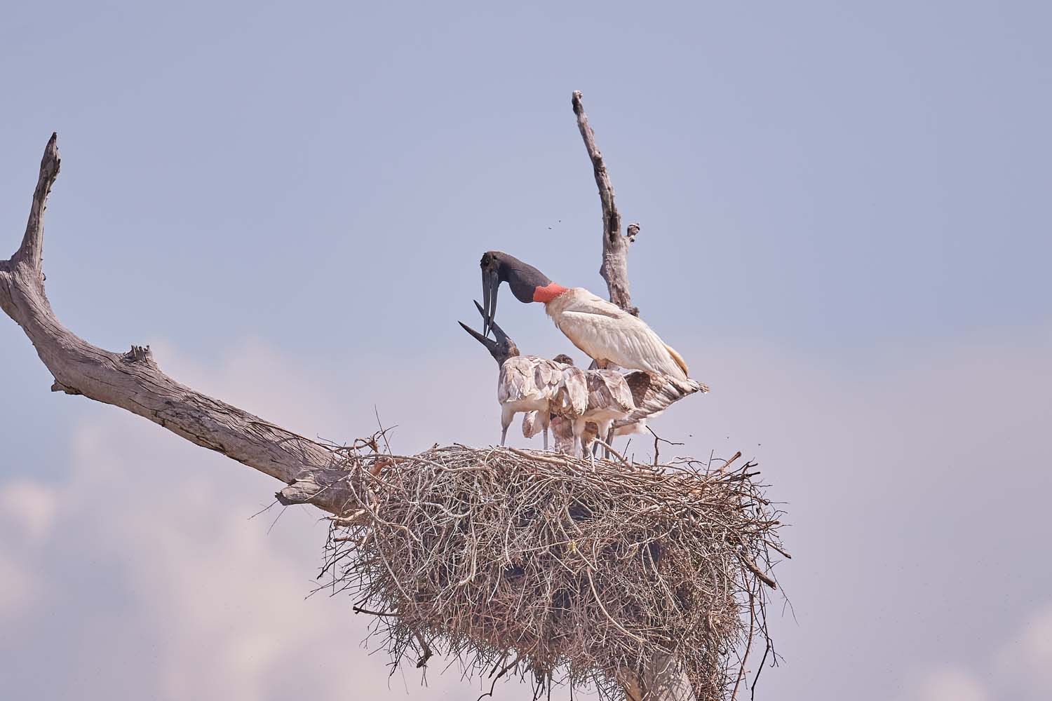 JABIRU