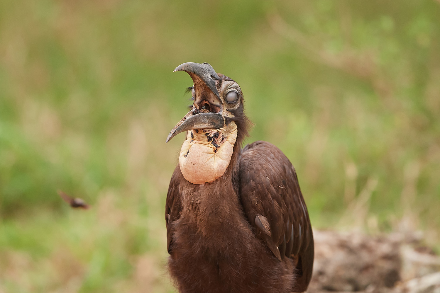 HORNRABE - SOUTHERN GROUND-HORNBILL