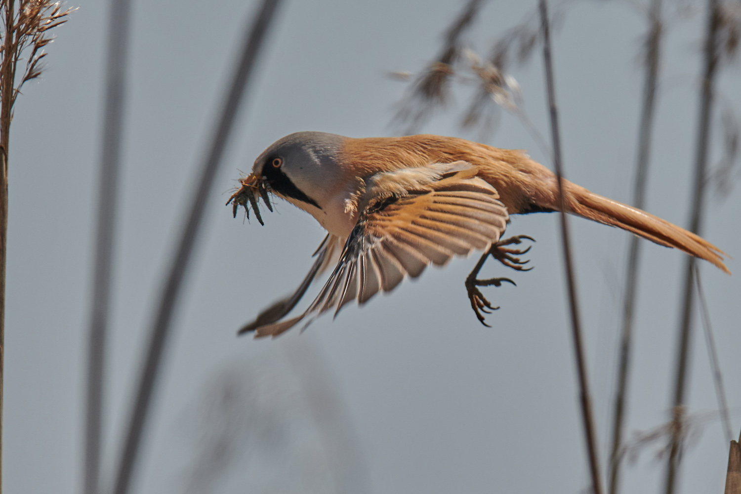 BARTMEISE – BEARDED REEDLING