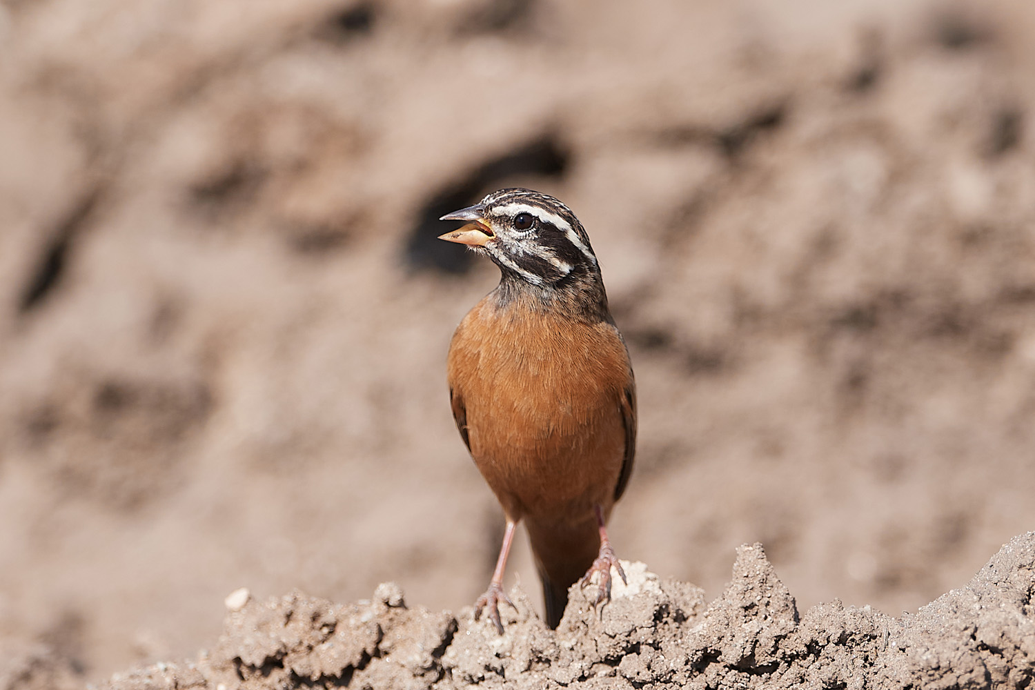 BERGAMMER – CINNAMON-BREASTED BUNTING