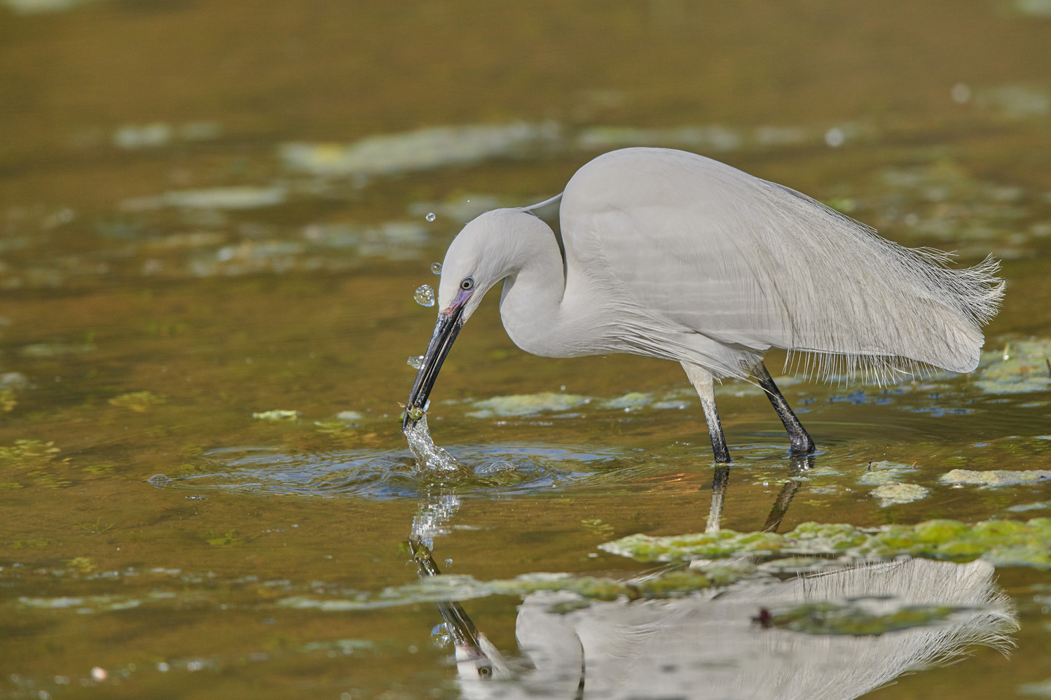 SEIDENREIHER - LITTLE EGRET