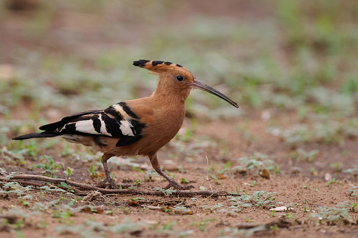 AFRIKANISCHER WIEDEHOPF - AFRICAN HOOPOE