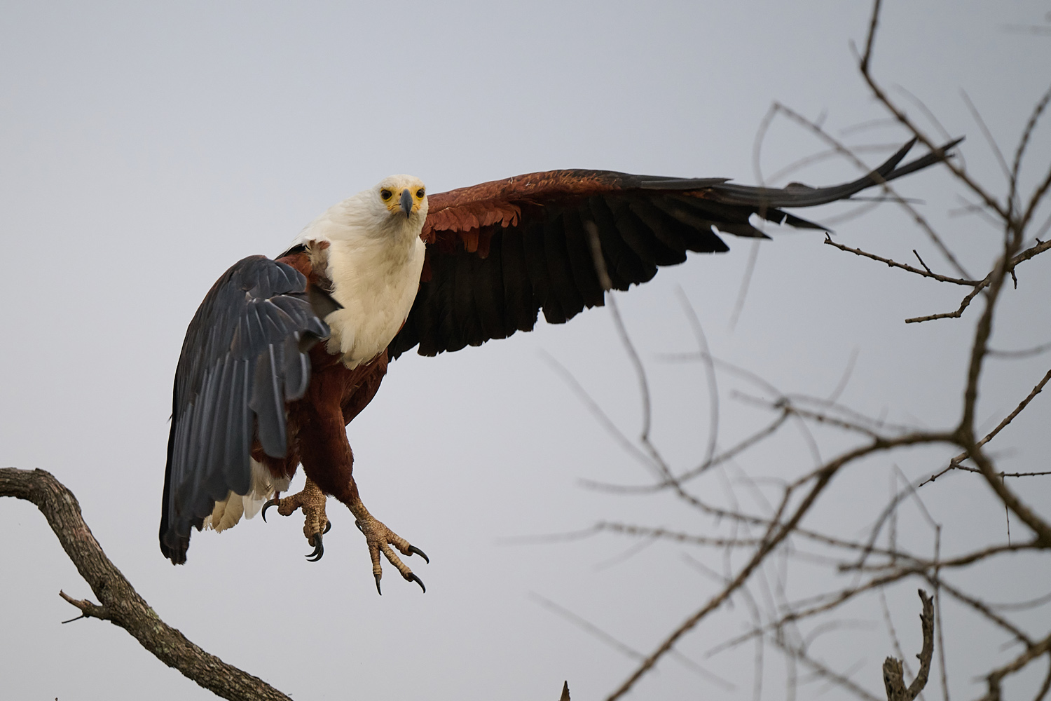 SCHREISEEADLER - AFRICAN FISH EAGLE