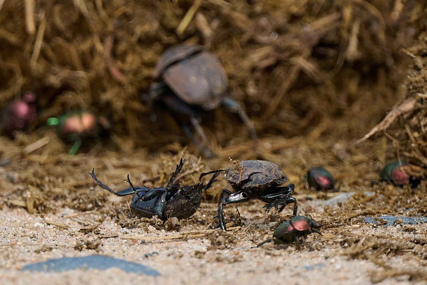 MISTKÄFER - DUNG BEETLE
