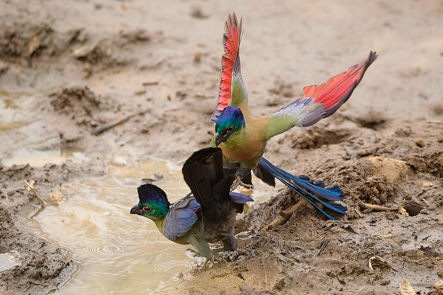 GLANZHAUBENTURAKO - PURPLE-CRESTED TURACO