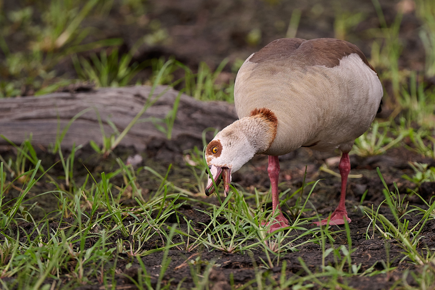 NILGANS - EGYPTIAN GOOSE