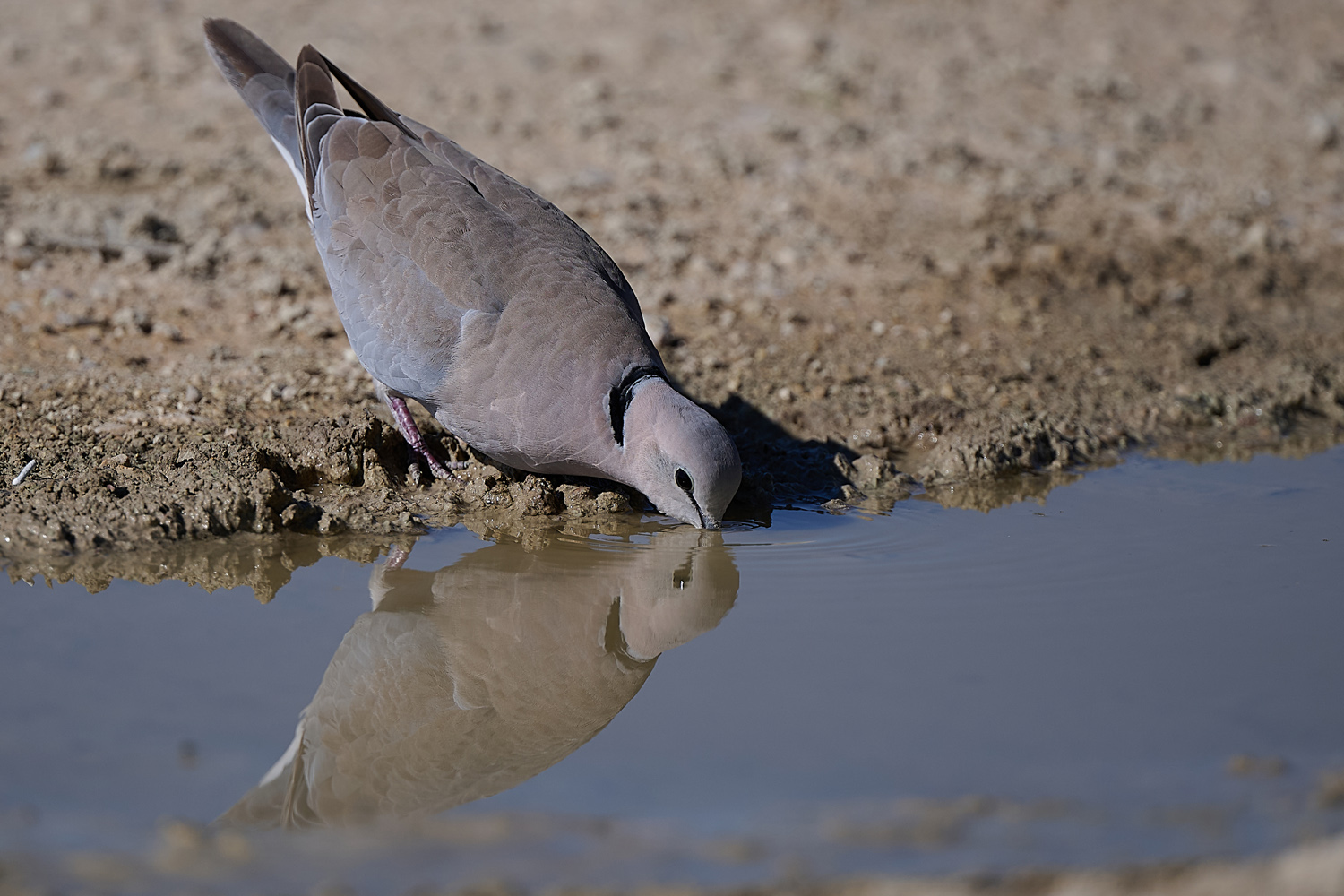 KAPTURTELTAUBE - RING-NECKED DOVE