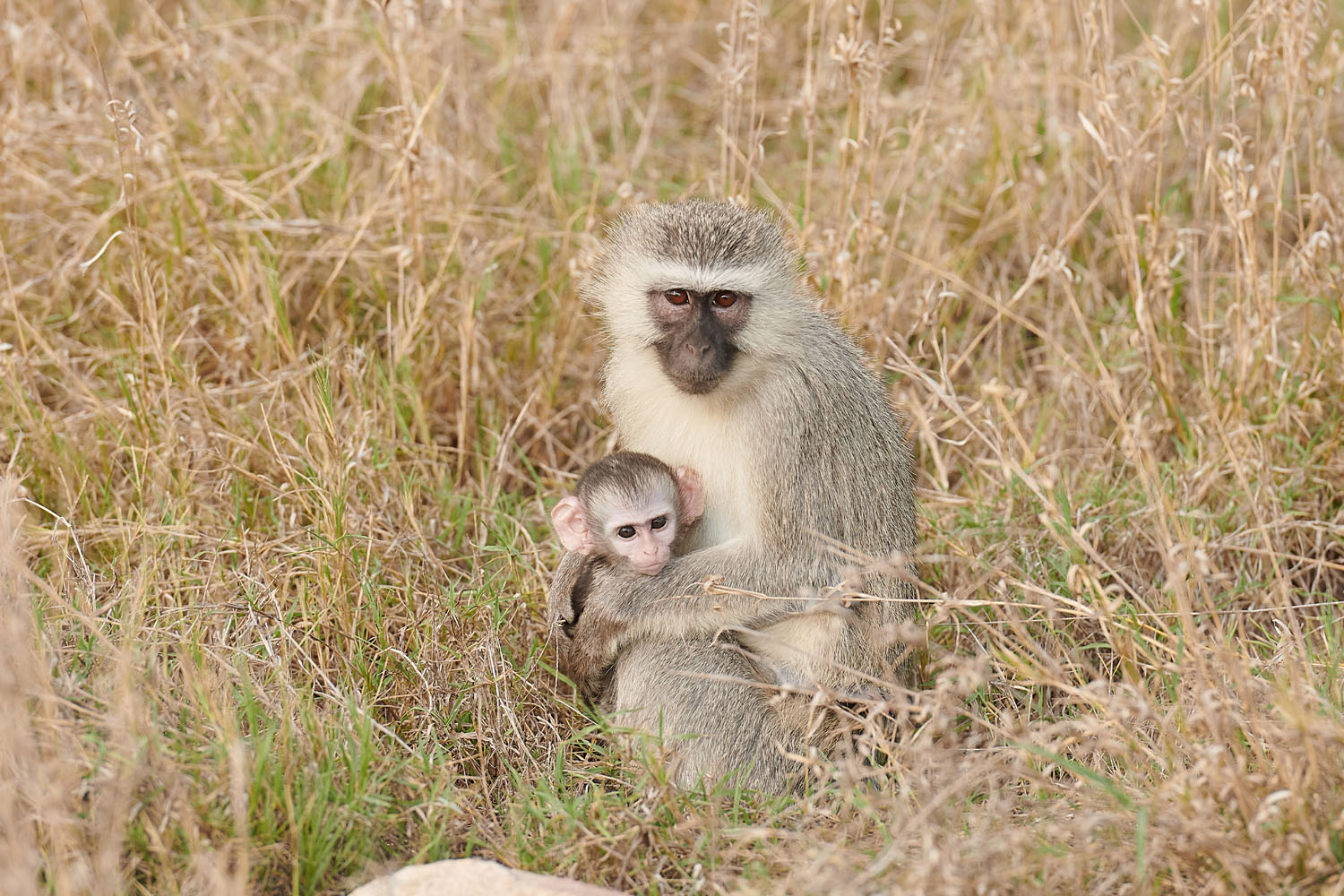 GRÜNMEERKATZE - VERVET MONKEY