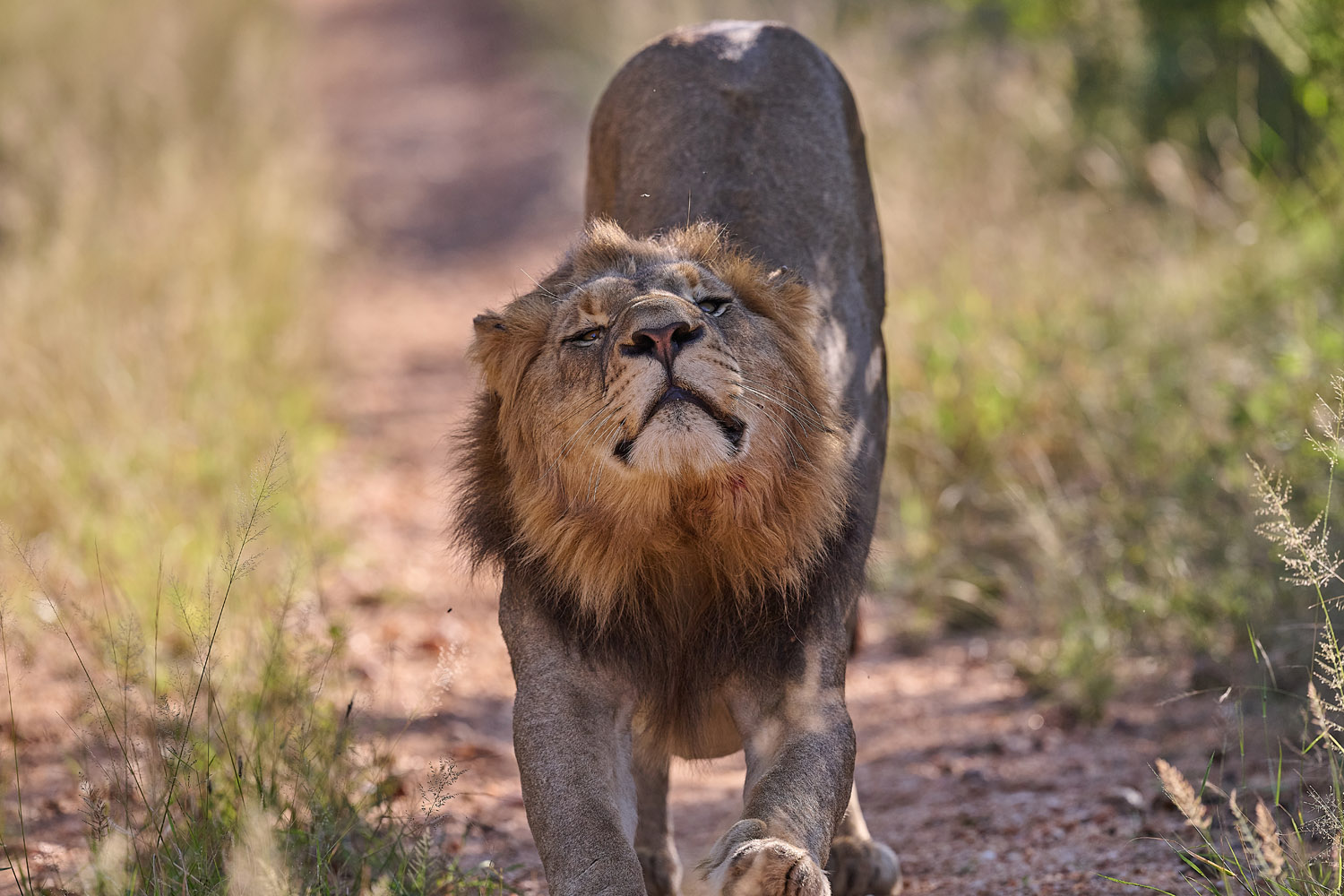 LÖWE - LION