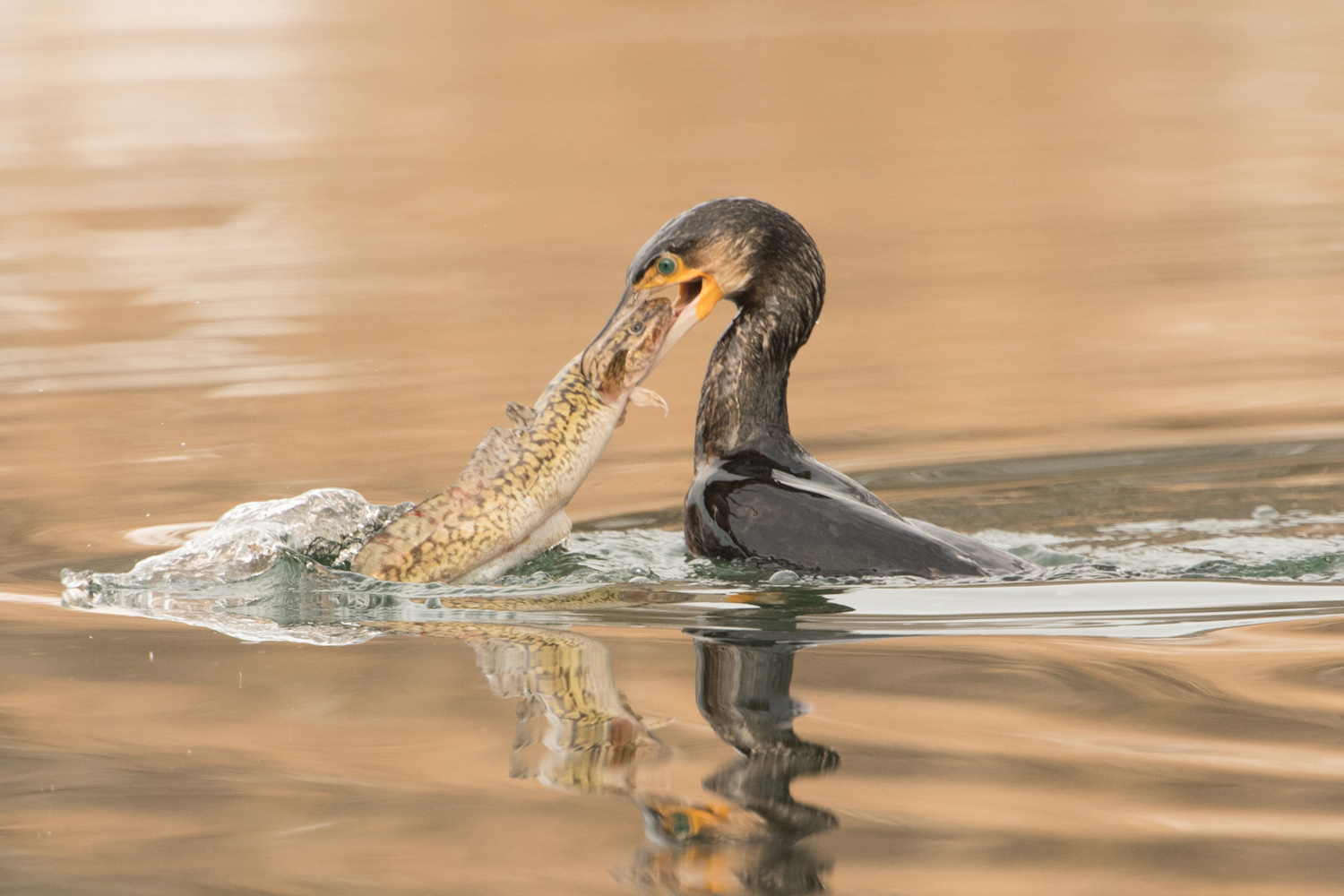 KORMORAN - CORMORANT