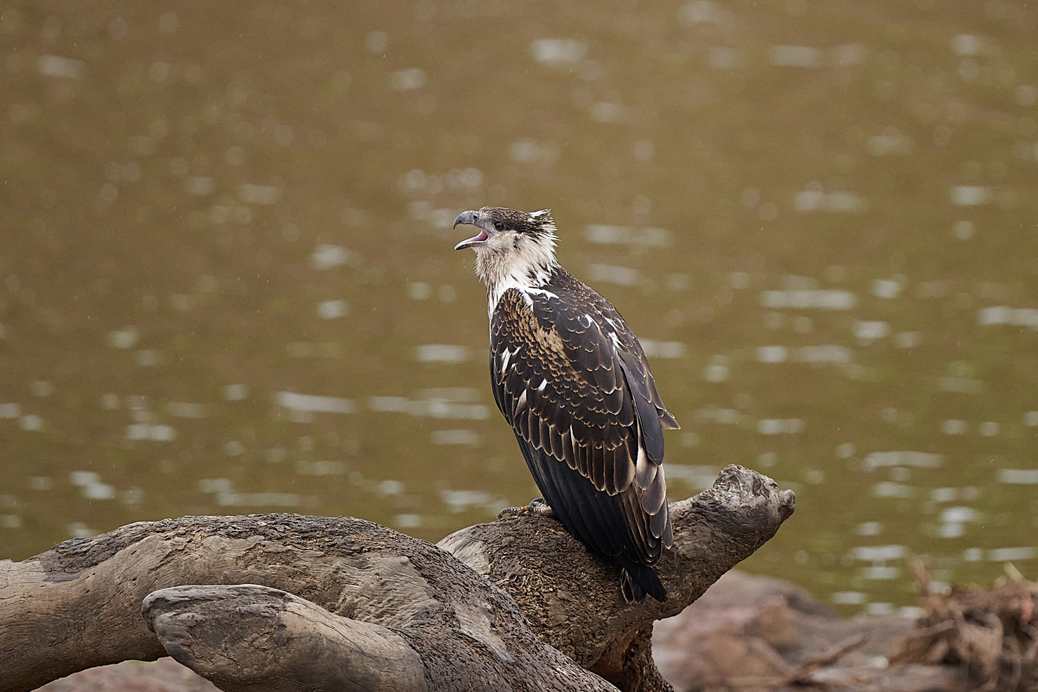 SCHREISEEADLER - AFRICAN FISH EAGLE