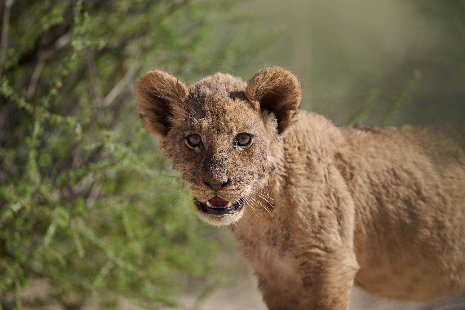 LÖWE - LION