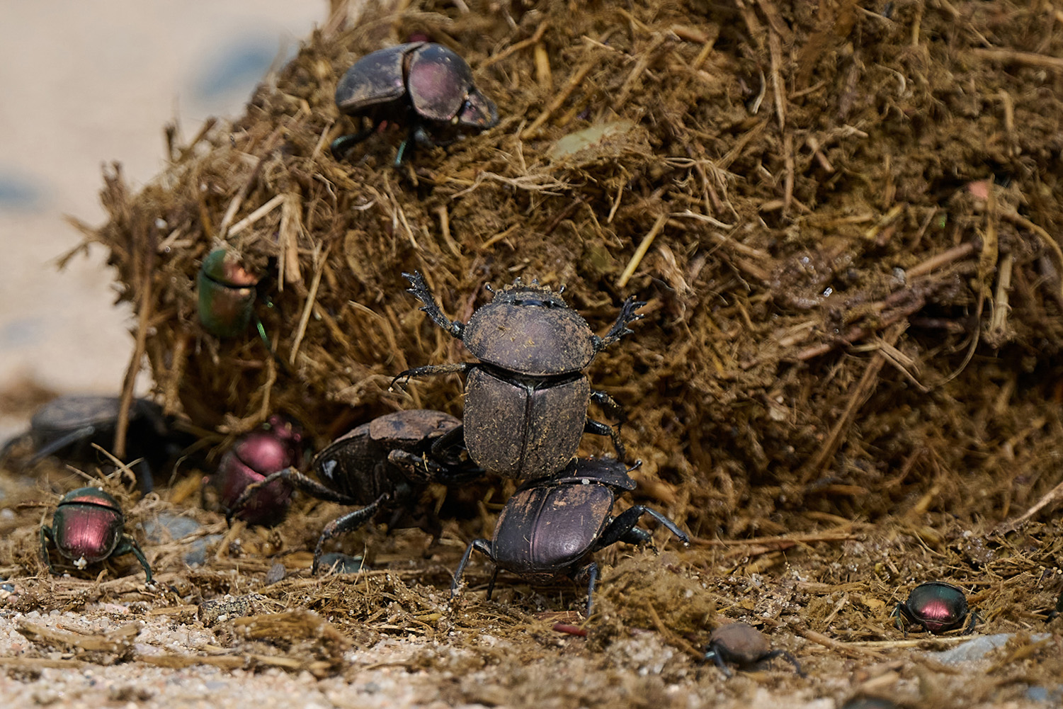 MISTKÄFER - DUNG BEETLE