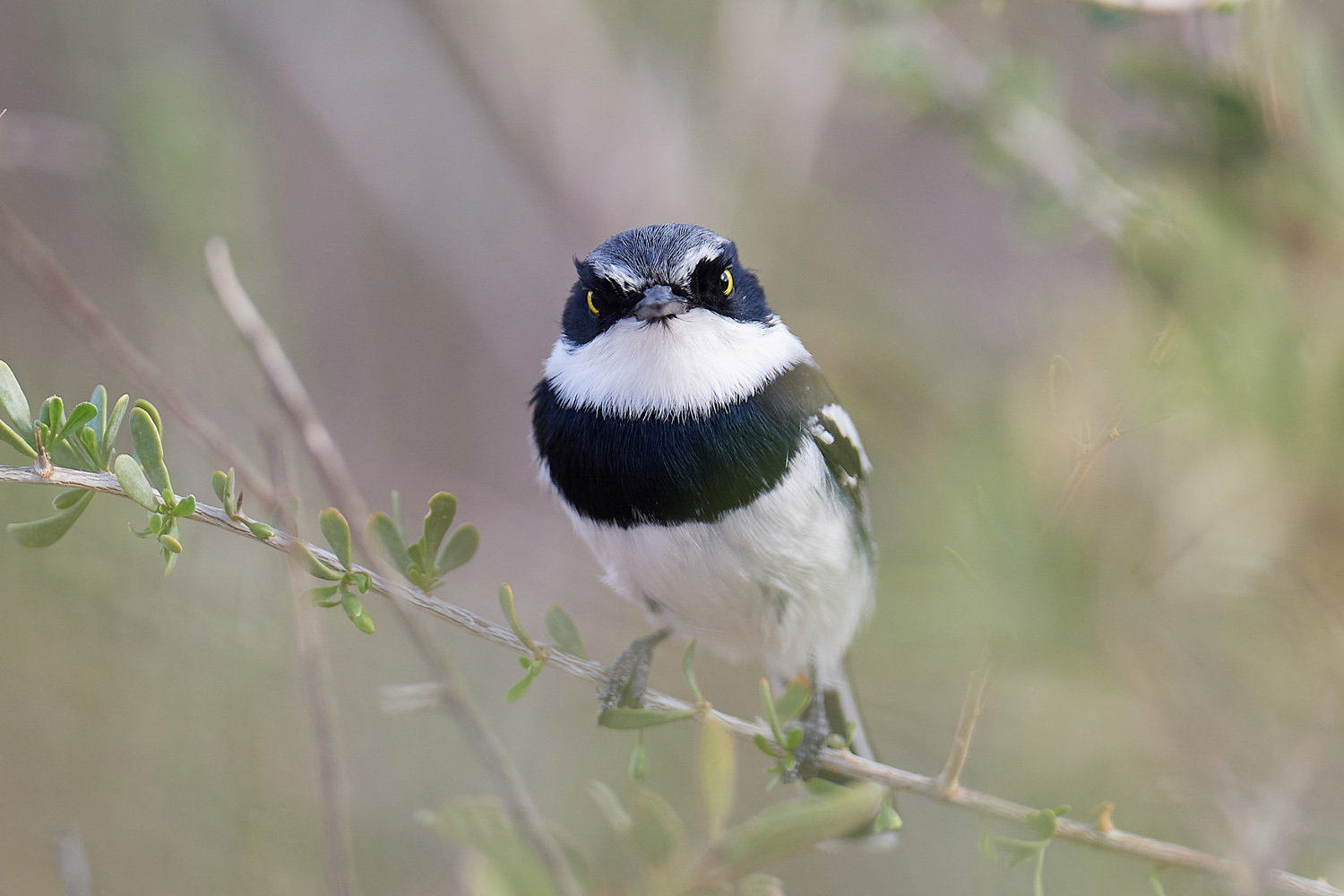 WEISSFLANKENSCHNÄPPER - CHINSPOT BATIS
