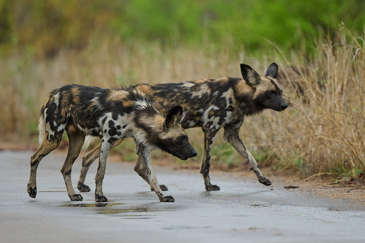 WILDHUND - WILD DOG