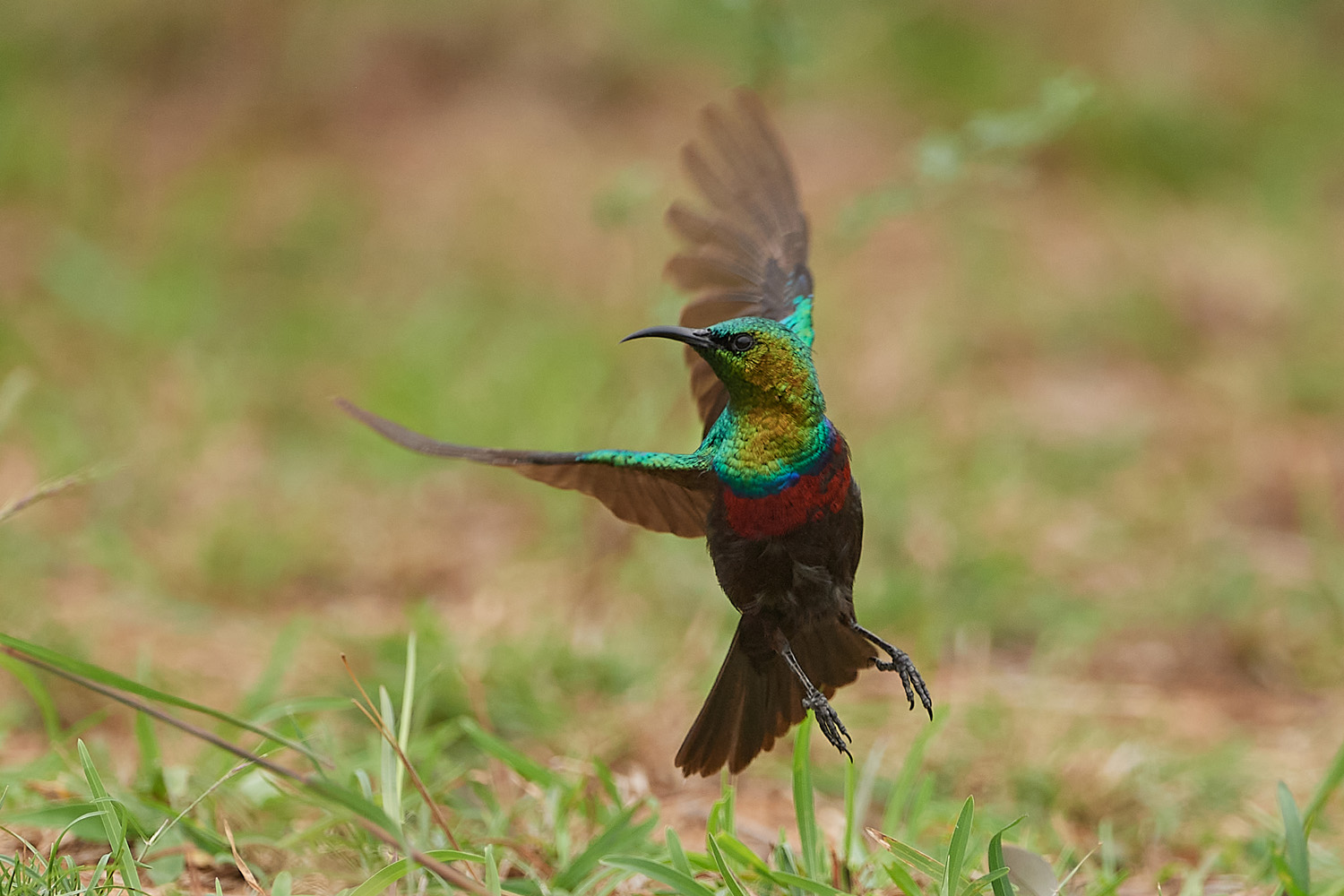 BINDENNEKTARVOGEL – MARICO SUNBIRD