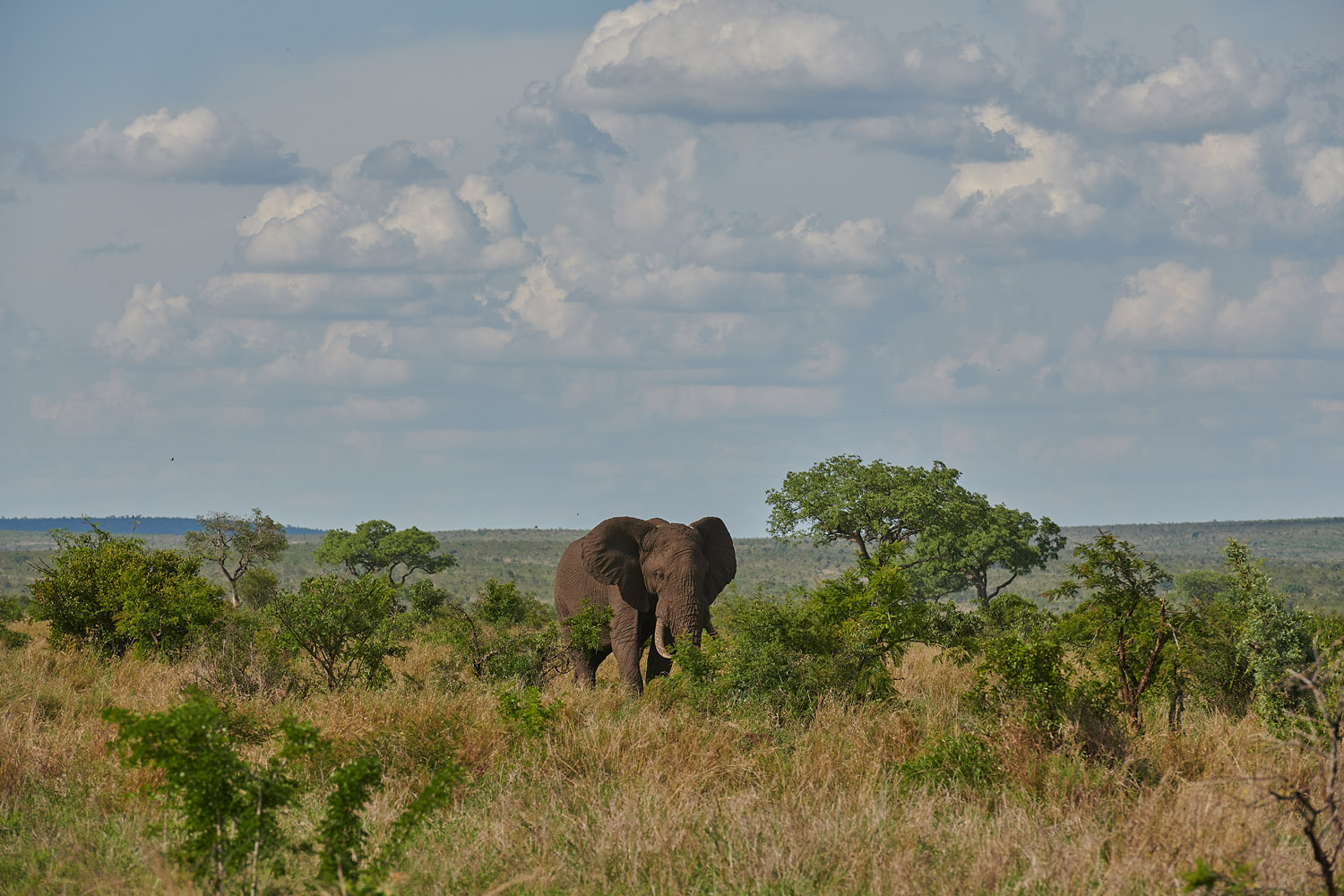 ELEFANT - ELEPHANT