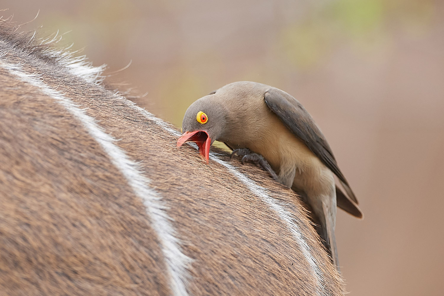 ROTSCHNABELMADENHACKER - RED-BILLED OXPECKER