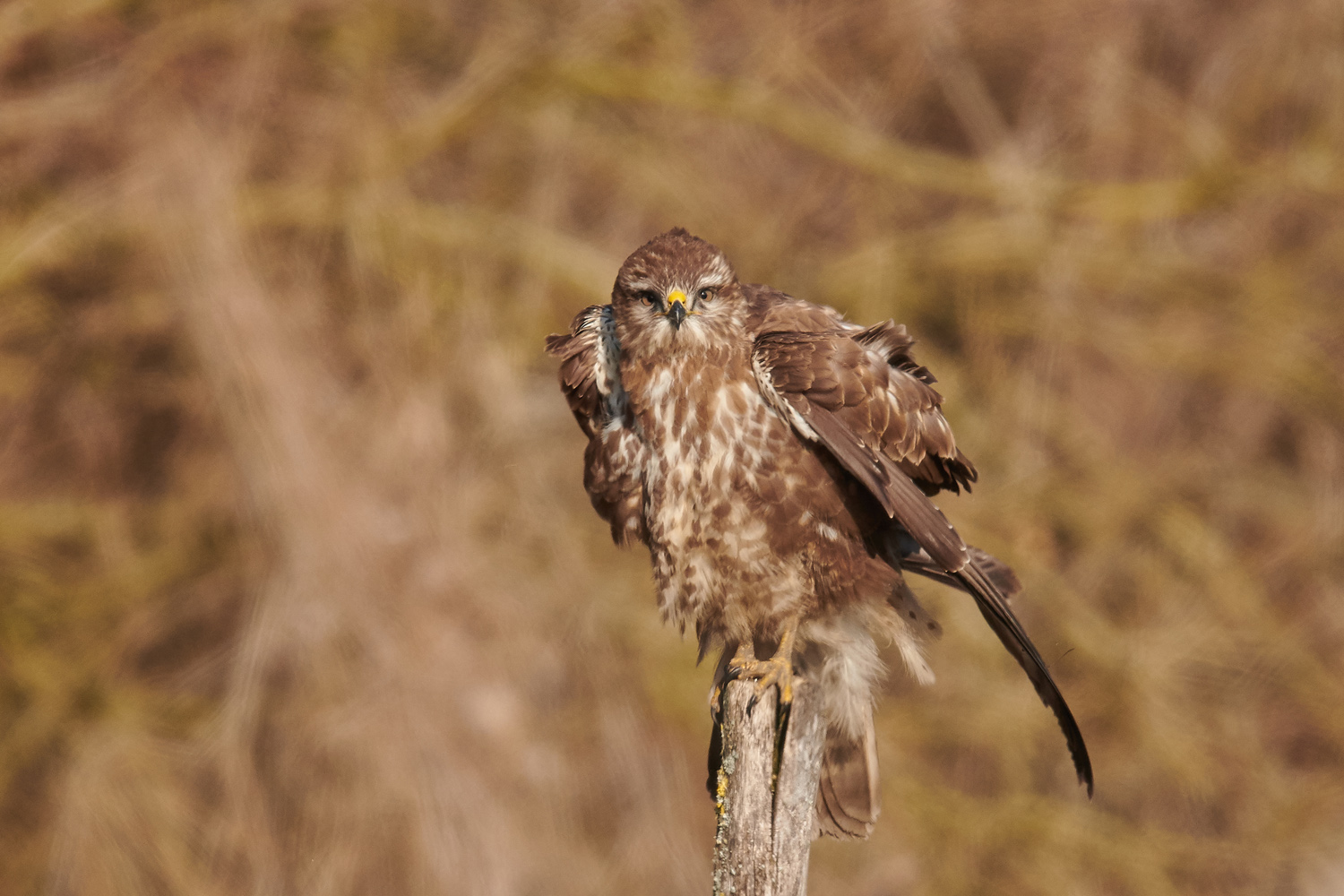 MÄUSEBUSSARD - COMMON BUZZARD