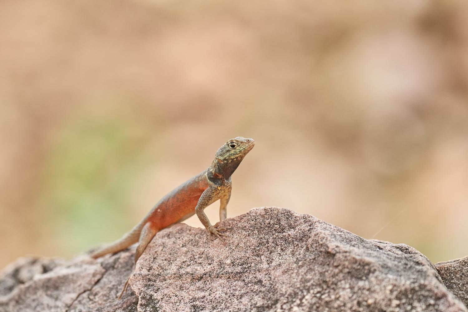 EIDECHSE – LIZARD (TROPIDURUS)