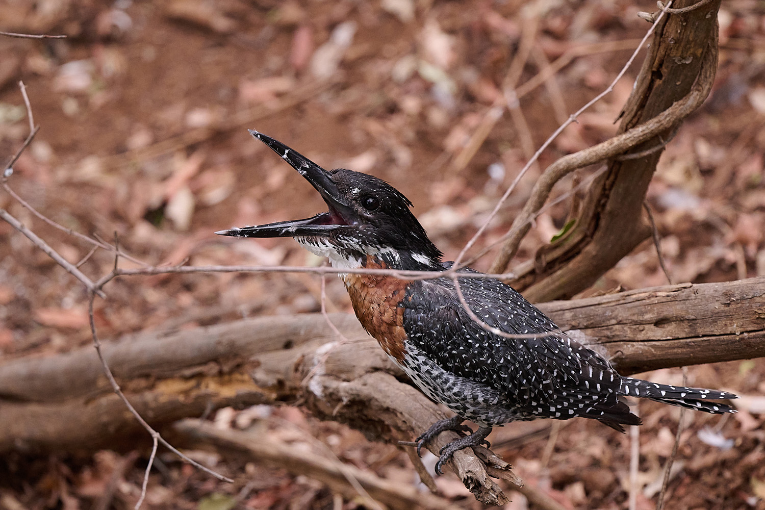 RIESENFISCHER - GIANT KINGFISHER