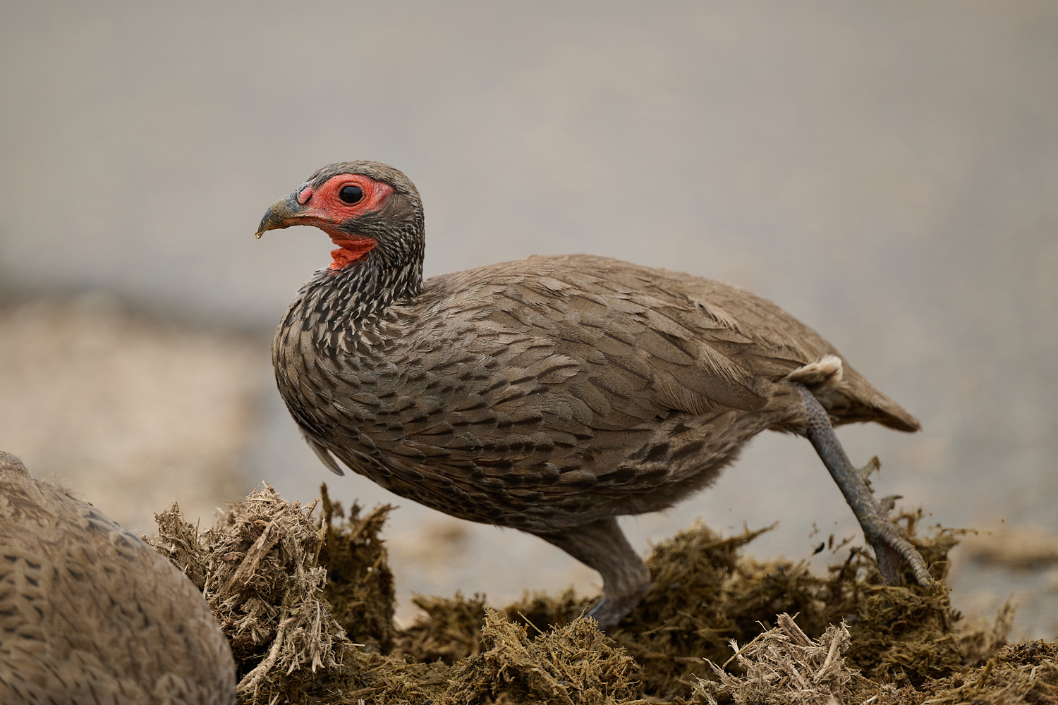 SWAINSONFRANKOLIN - SWAINSON'S SPURFOWL