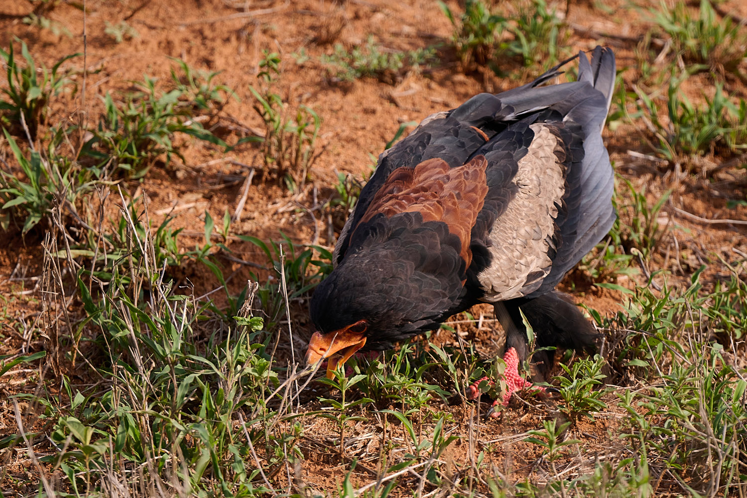 GAUKLER – BATELEUR