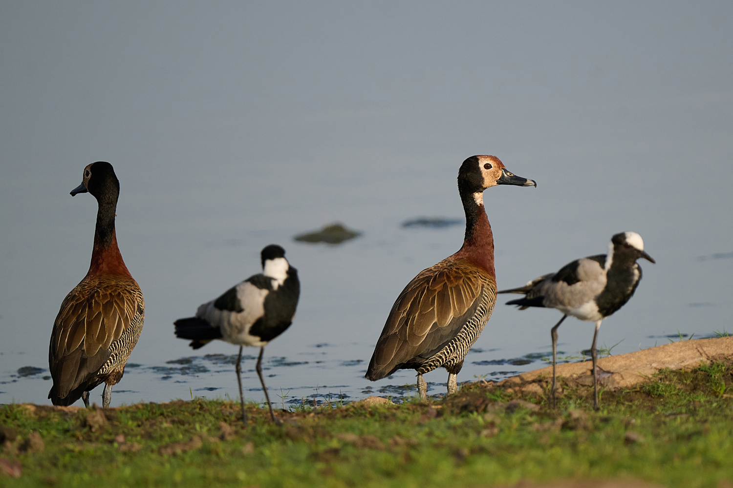 WITWENPFEIFGANS – WHITE-FACED DUCK