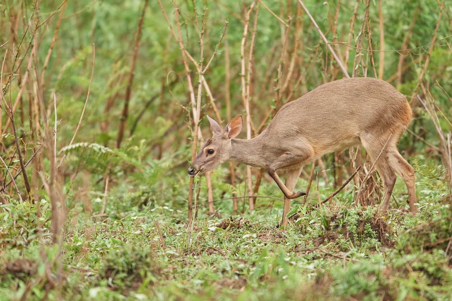 BRAUNMAZAMA (SPIESSHIRSCH) – BROWN BROCKET DEER