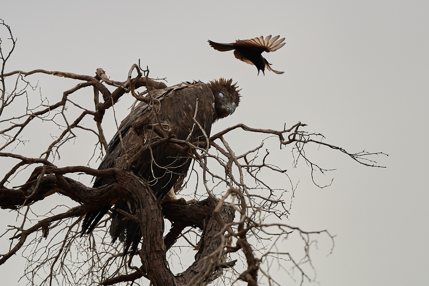 KAMPFADLER bedrängt von einem TRAUERDRONGO - MARTIAL EAGLE charged by a FORK-TAILED DRONGO