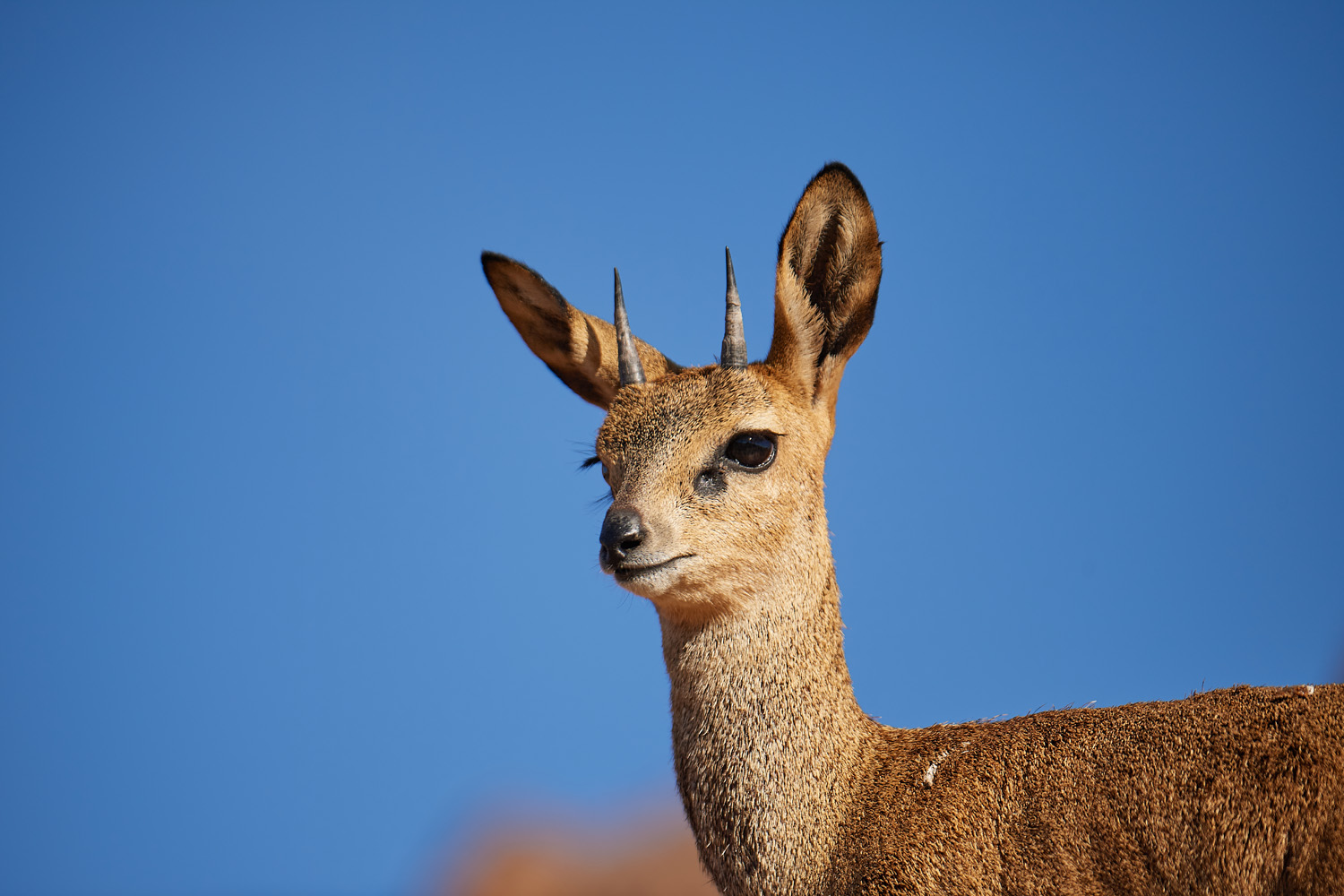 KLIPPSPRINGER - KLIPSPRINGER