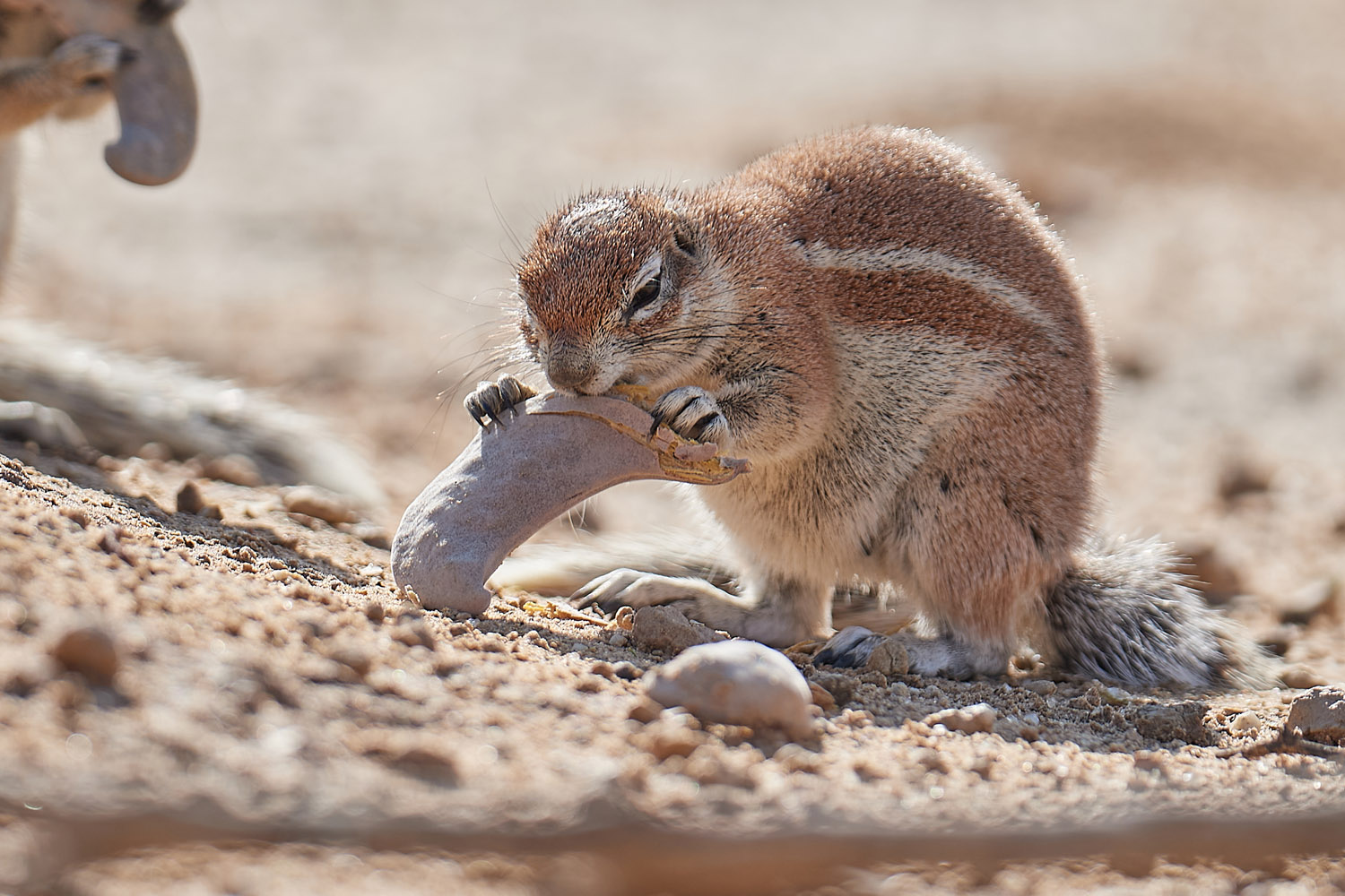 KAP-BORSTENHÖRNCHEN – SOUTH AFRICAN GROUND SQUIRREL