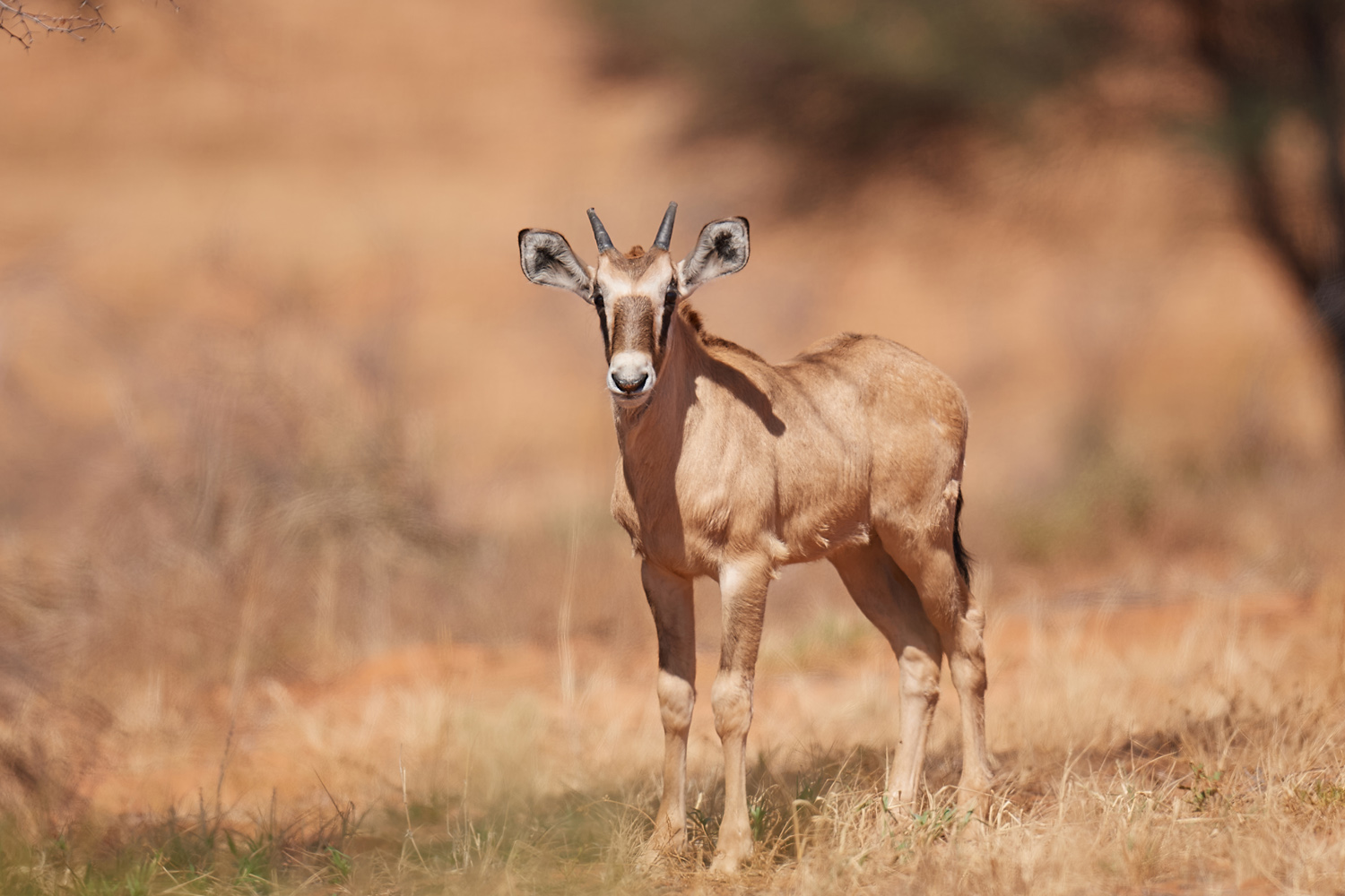ORYX (SPIESSBOCK) - GEMSBOK