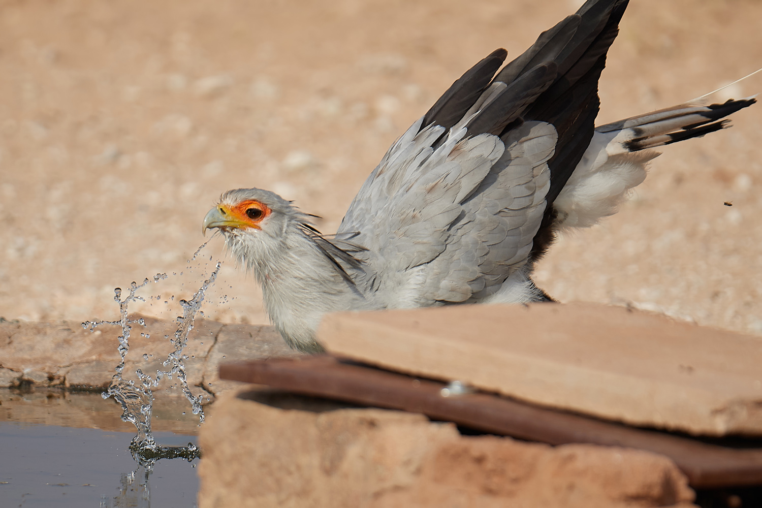 SEKRETÄR - SECRETARYBIRD