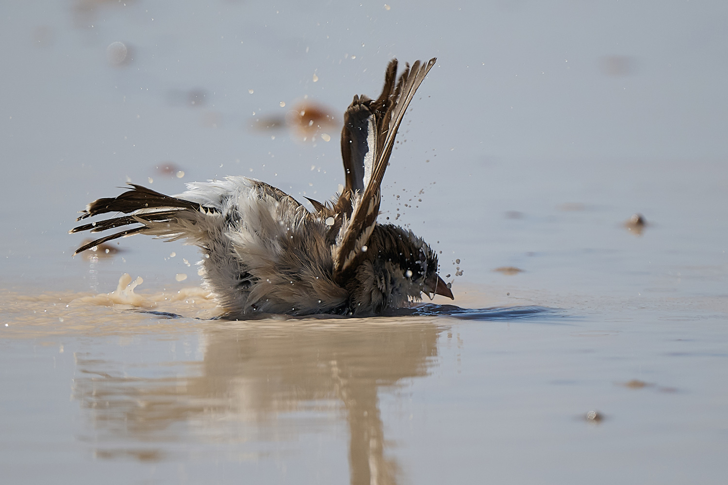 WEISSBRAUENWEBER – WHITE-BROWED SPARROW-WEAVER