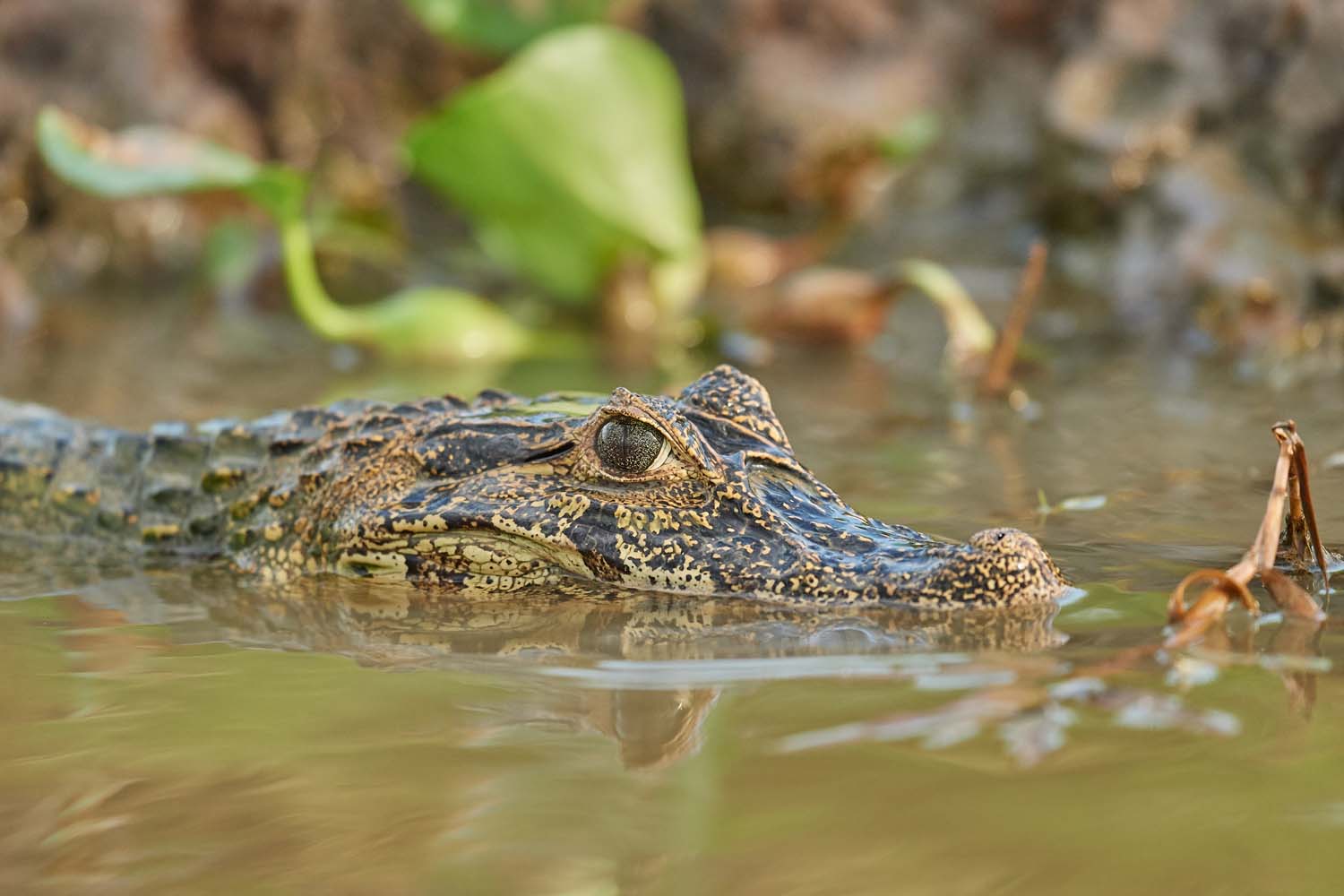 KAIMAN – CAIMAN