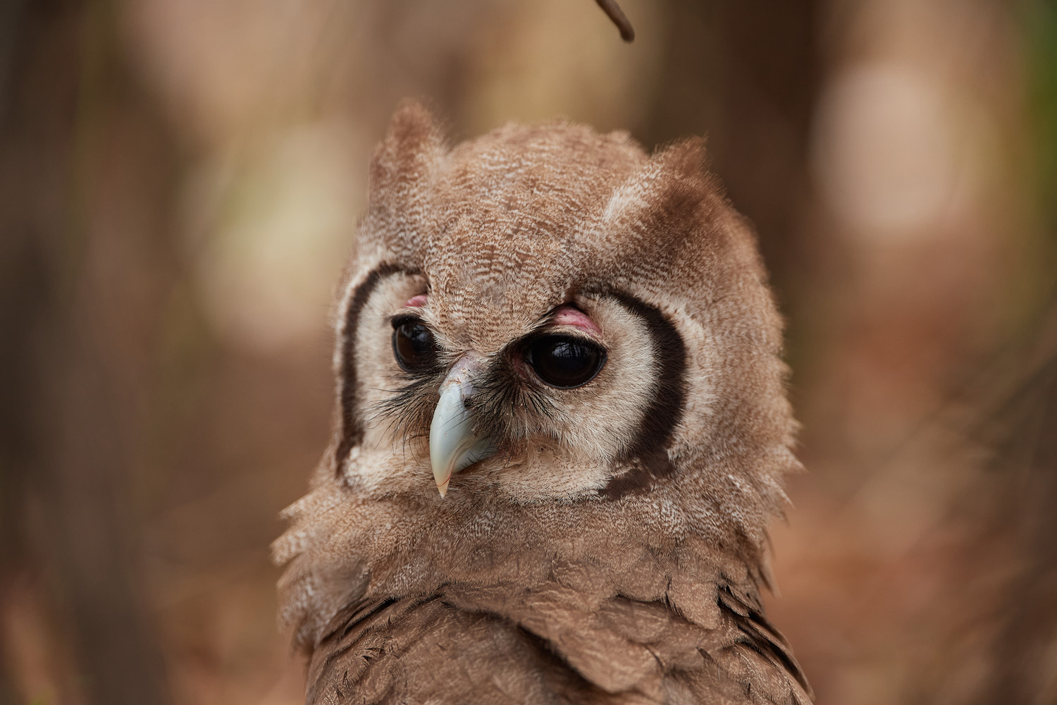 BLASSUHU – VERREAUX´S EAGLE OWL